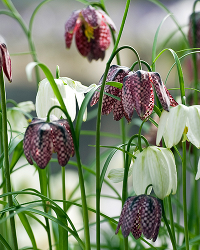 Fritillaria meleagris.jpg